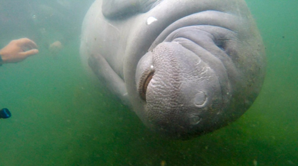 A friendly manatee