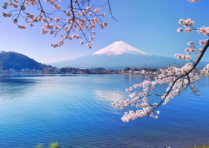 Japan cherry blossom